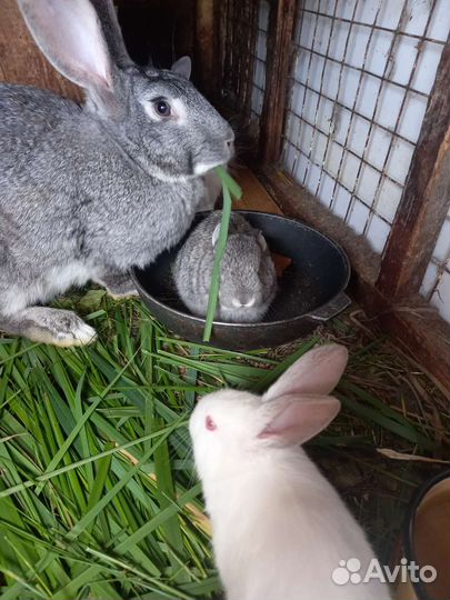 Крольчата 3 месяца
