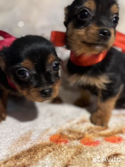 Йоркширский терьер