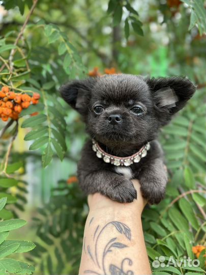 Щенки чихуахуа длинношерстные