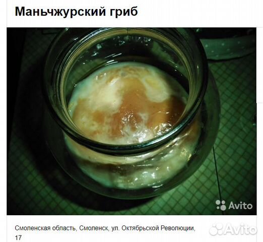 Маньчжурский гриб который делает Маньчжурский квас