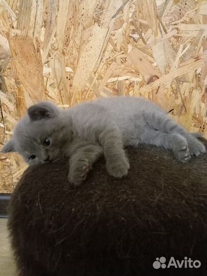 Котята