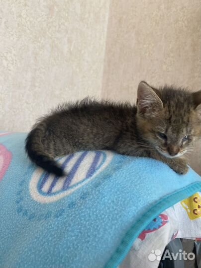 Котенок девочка бесплатно