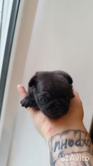 Щенки мопса черные