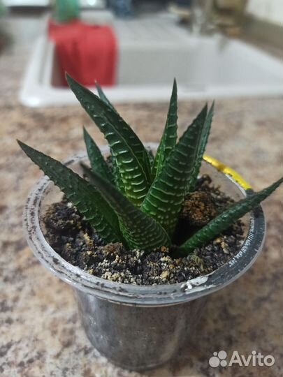 Хавортия дракон