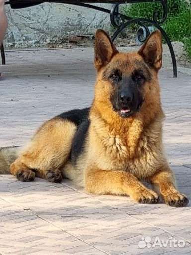 Собака вязка