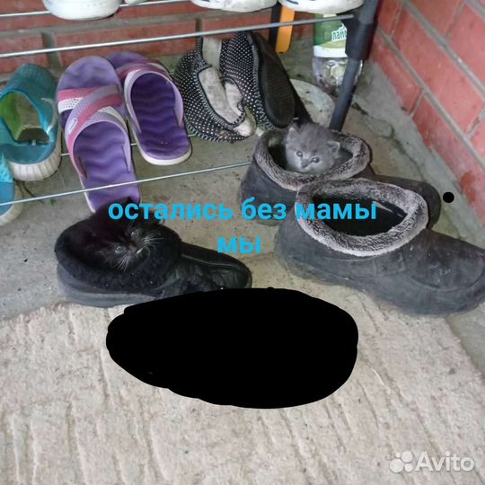 Котята в добрые руки