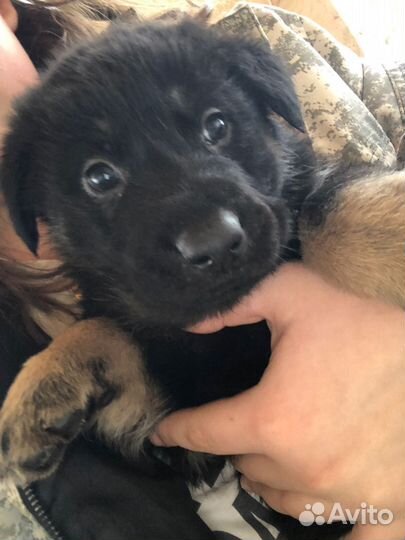 Немецкая овчарка