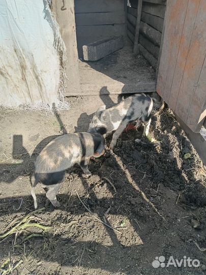Поросята