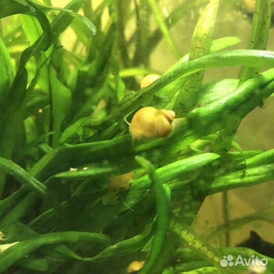 Улитки ампулярии