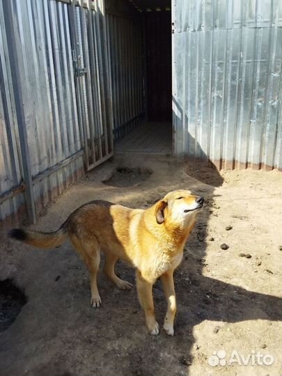 Собачка в добрые руки