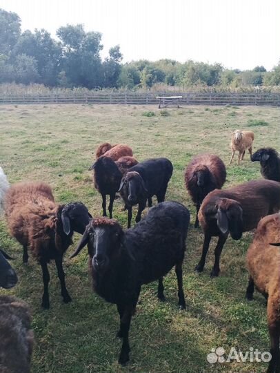 Курдючные овцы