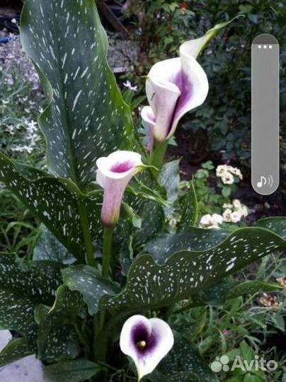 Каллы садовые