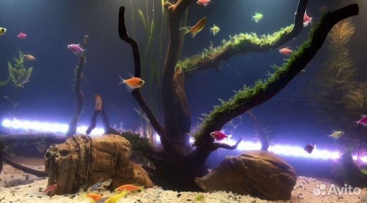 Огромный шикарный аквариум террариум 200 л
