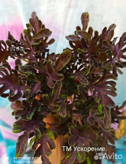 Семена колеусов часть 1