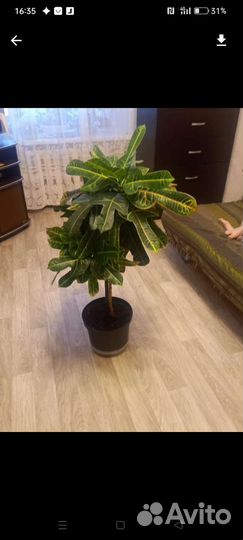 Кодиеум кротон.Бронь