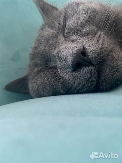 Кот русско голубой (агро), мальчик