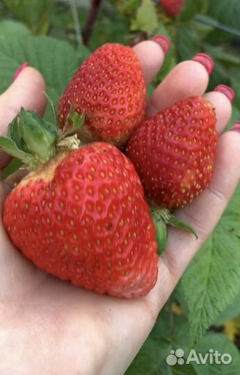 Клубника ягоды рассада. Земляника-виктория