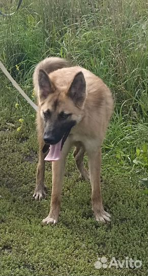 Щенок-подросток