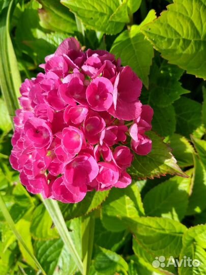 Гортензия широколистная