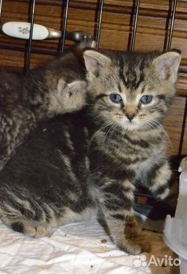 Красивые котята