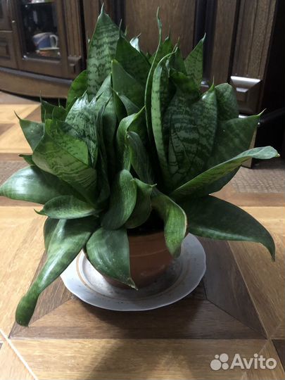 Сансевьера розеточная