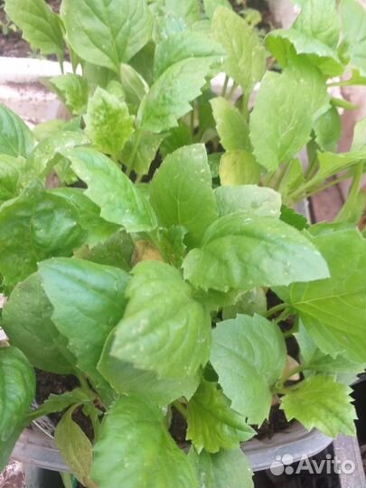 Помидоры Толстый боциан