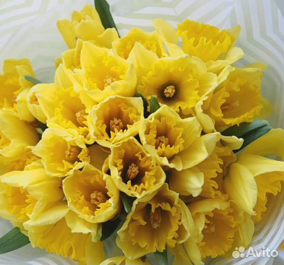 Луковицы нарциссов