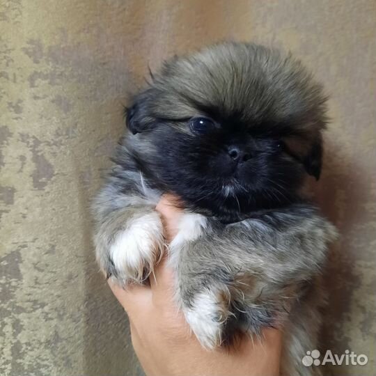 Щенки пекинеса