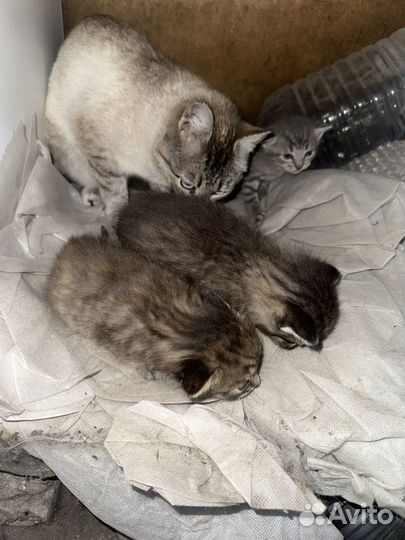 Котята в добрые руки