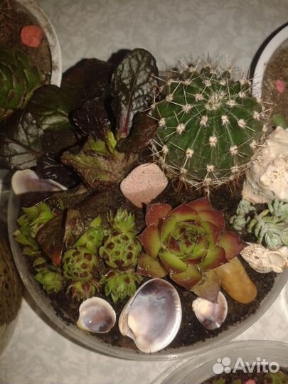 Продаю флорариумы