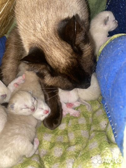 Котята сиамские