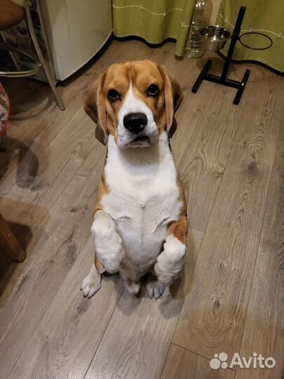 Бигль вязка