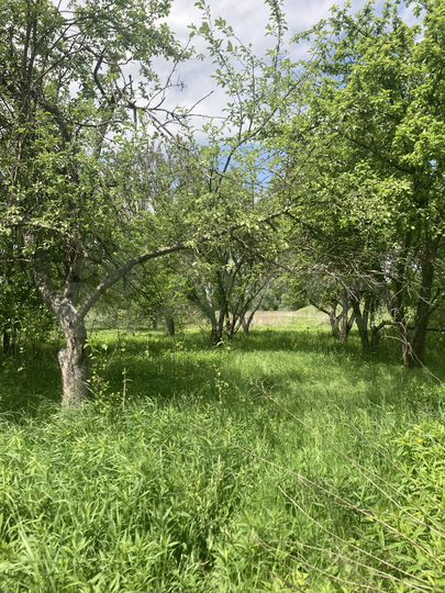 Участок 10 сот. (СНТ, ДНП)