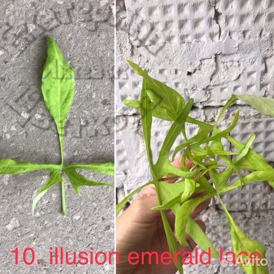 Ипомея батат