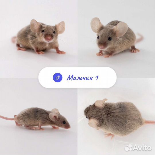 Мыши декоративные