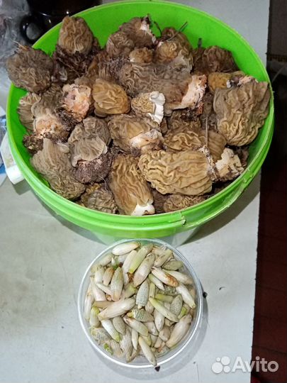 Сморчки свежие грибы