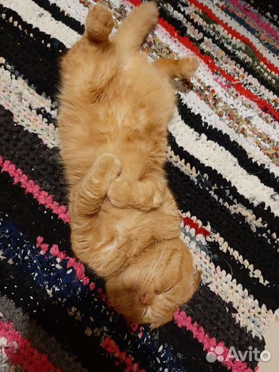 Вислоухие котята вислоухий кот вязка рыжий золотой