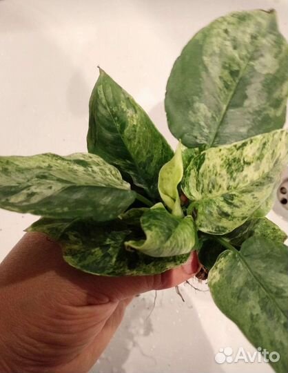 Шизматоглоттис марбл вариегат