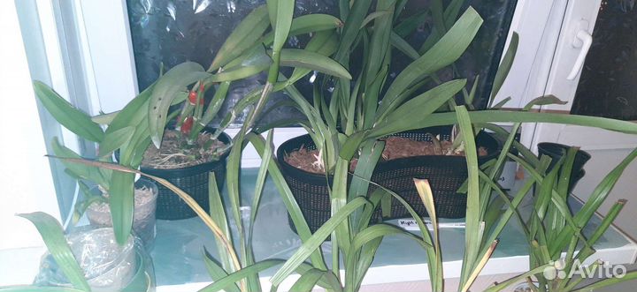 Орхидеи дендробиумы, катлеи, онцидиумные