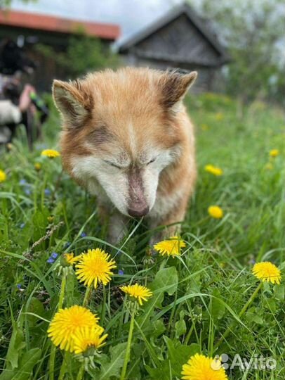 Собака в добрые руки
