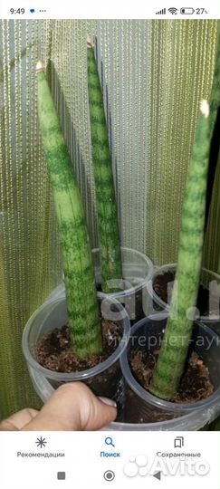 Сансевиерия