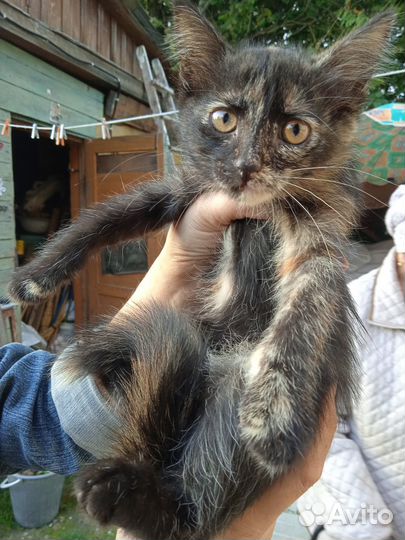 Котята