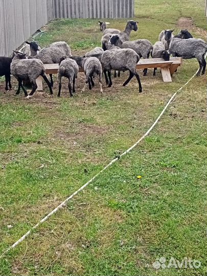 Овцы бараны ягнята романовские