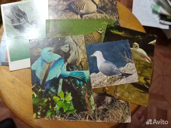 Открытки с животными