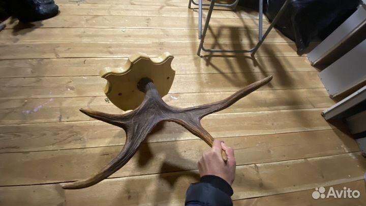 Рога оленя и лося