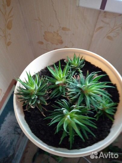 Комнатные цветы