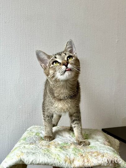 Котенок девочка ищет дом