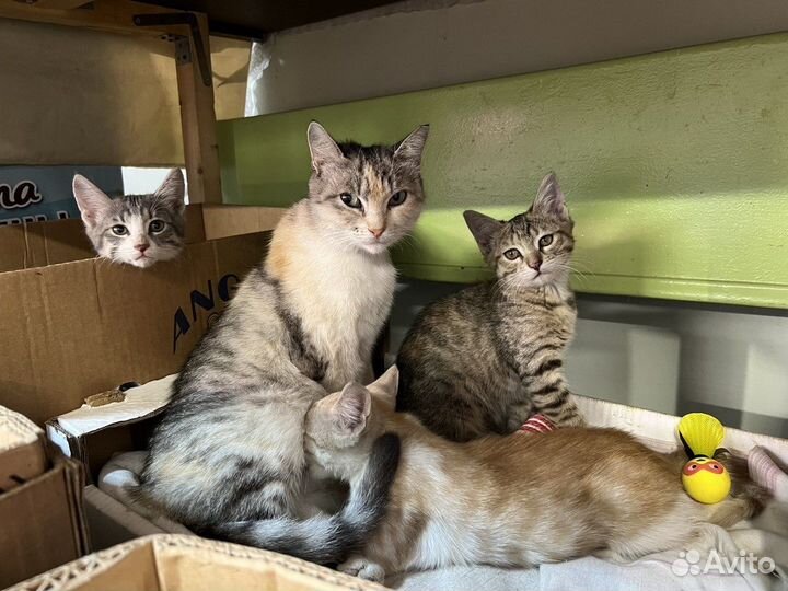 Кошачья семья кошка котята