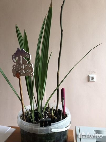 Орхидея, драцена, пальма