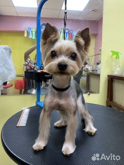 Груминг собак